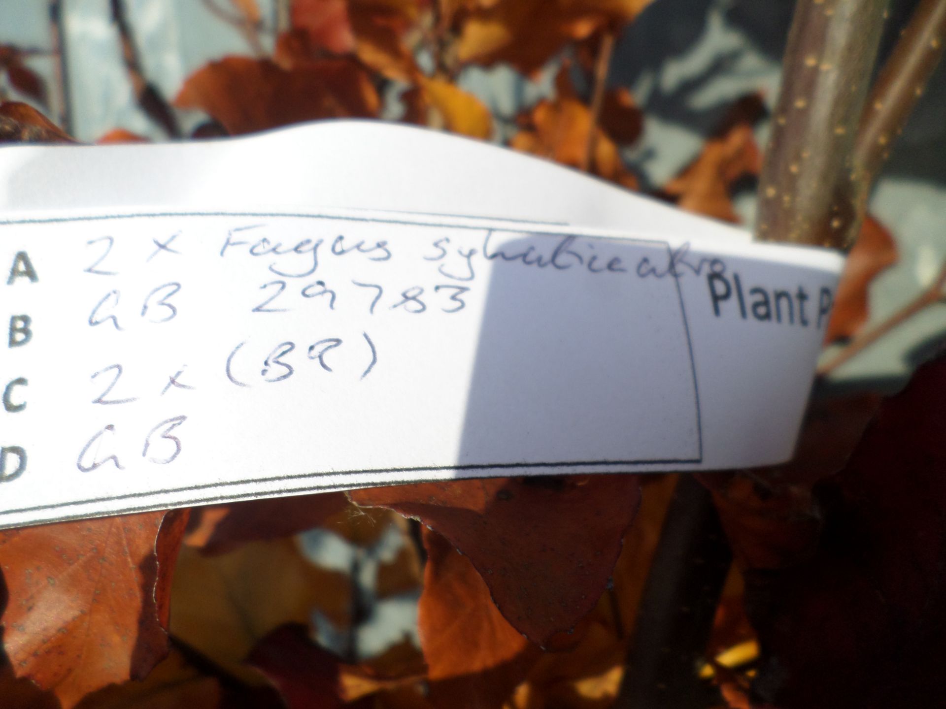 2 bare root copper beech trees, 6ft+ PRICE PER PLANT NOT PER LOT - Image 2 of 2