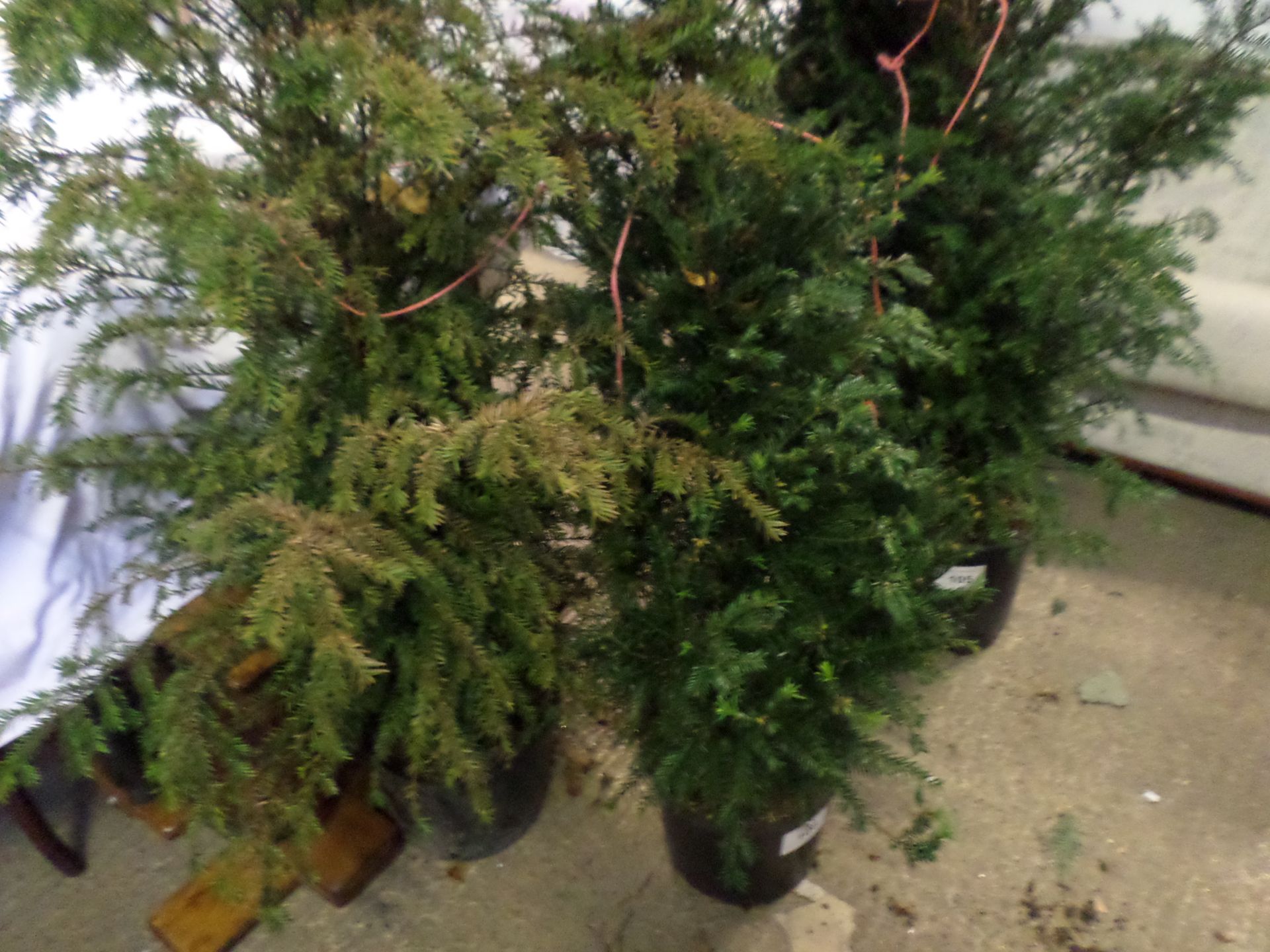 2 Yew bushes PRICE PER PLANT NOT PER LOT - Image 2 of 2