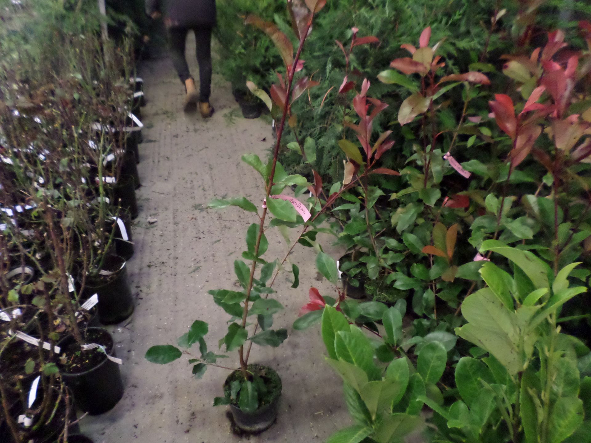 10 x Photinia Red Robin evergreen PRICE PER PLANT NOT PER LOT - Image 2 of 2