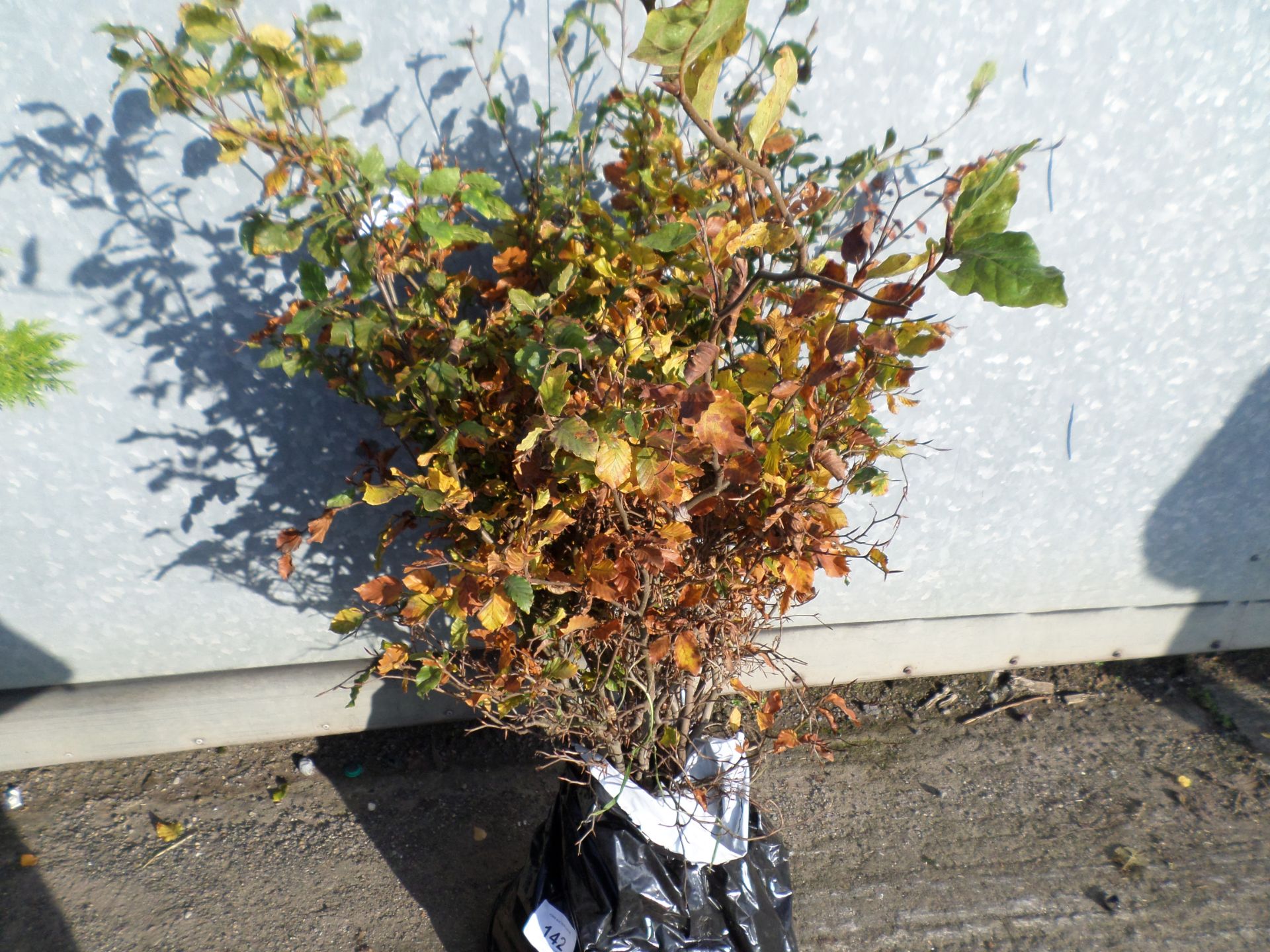 25 bare root beech hedging plants PRICE PER PLANT NOT PER LOT