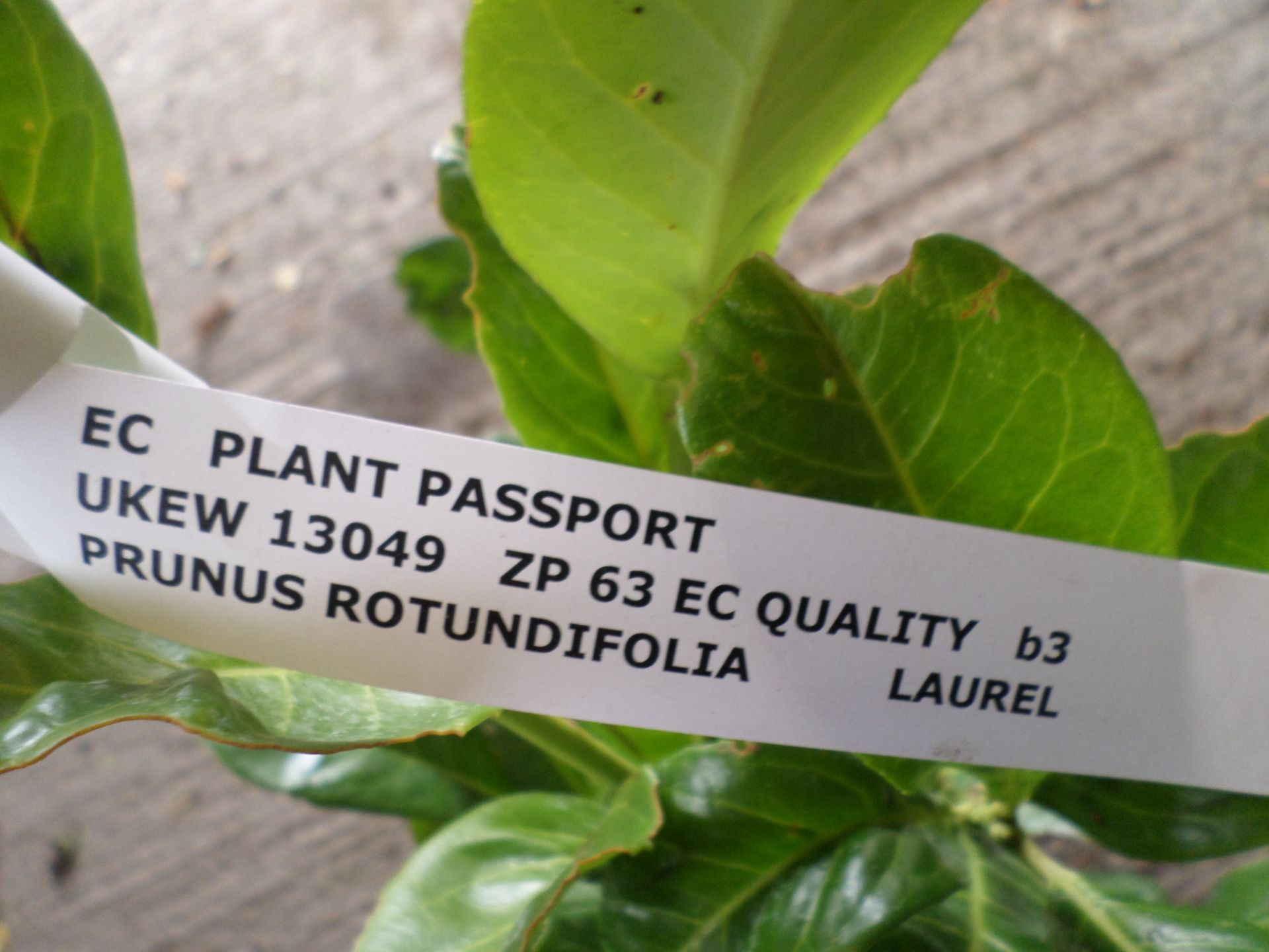 10 x laurels PRICE PER PLANT NOT PER LOT - Image 2 of 2