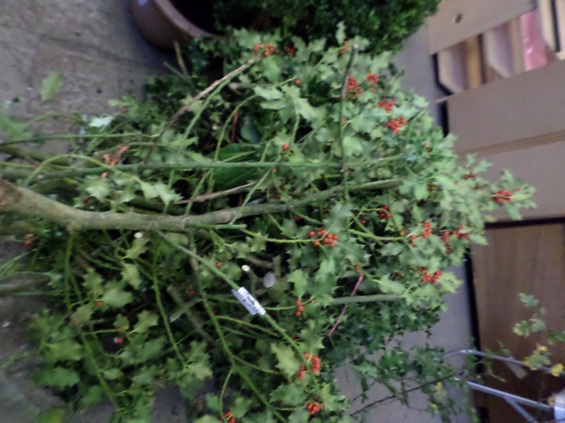 Quantity of fresh holly and other branches for floristry NO VAT