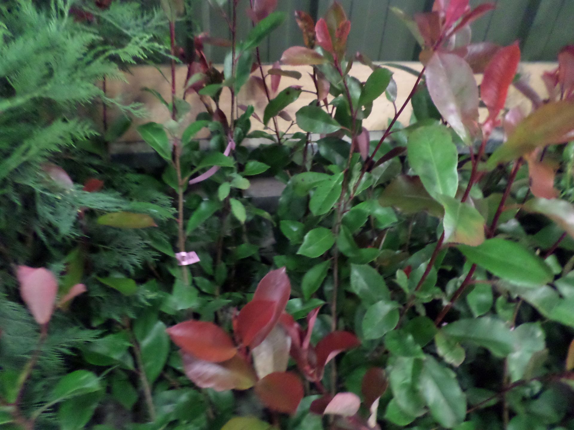 10 x Photinia Red Robin evergreen PRICE PER PLANT NOT PER LOT - Image 2 of 2