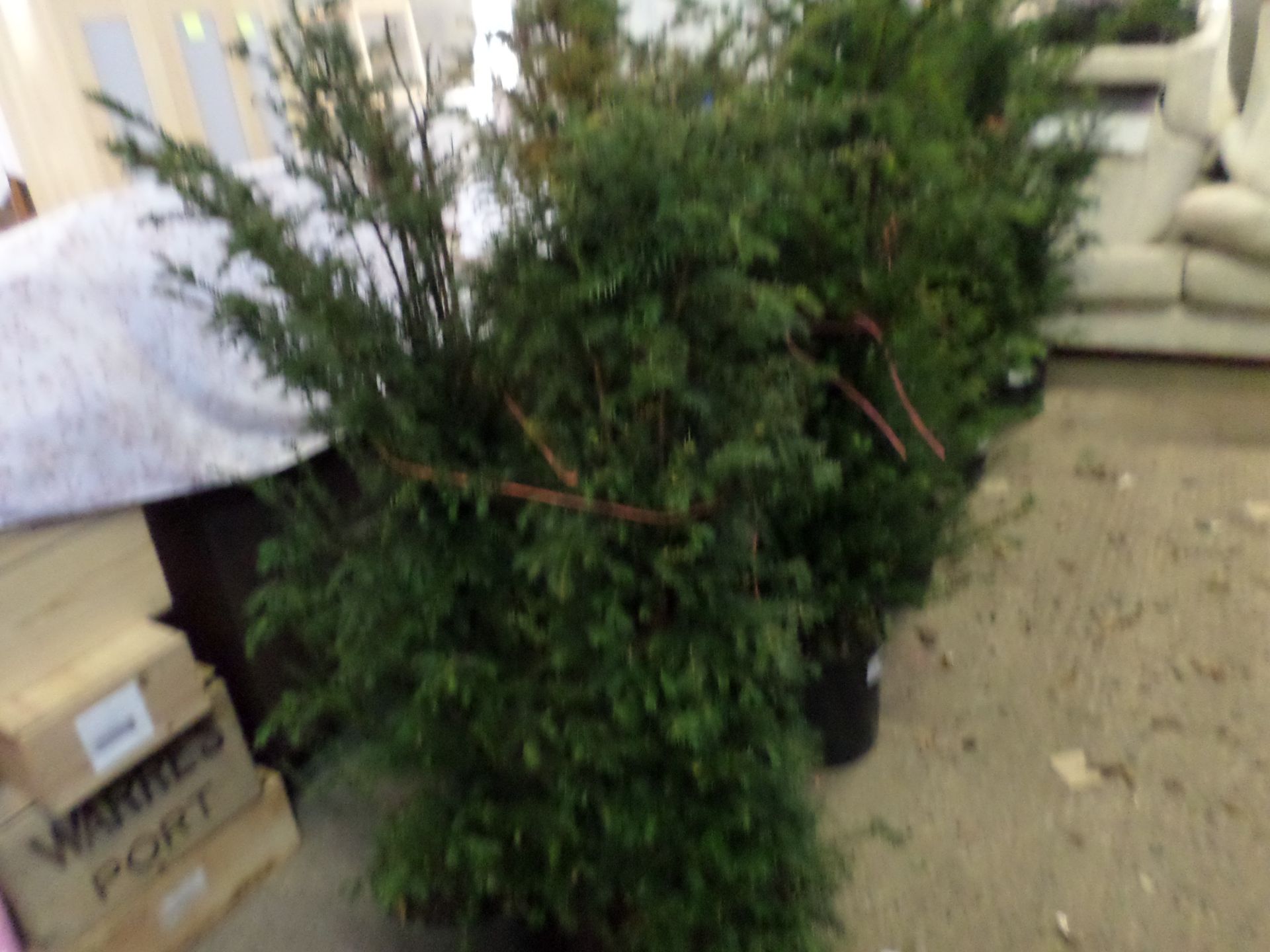 2 Yew bushes PRICE PER PLANT NOT PER LOT