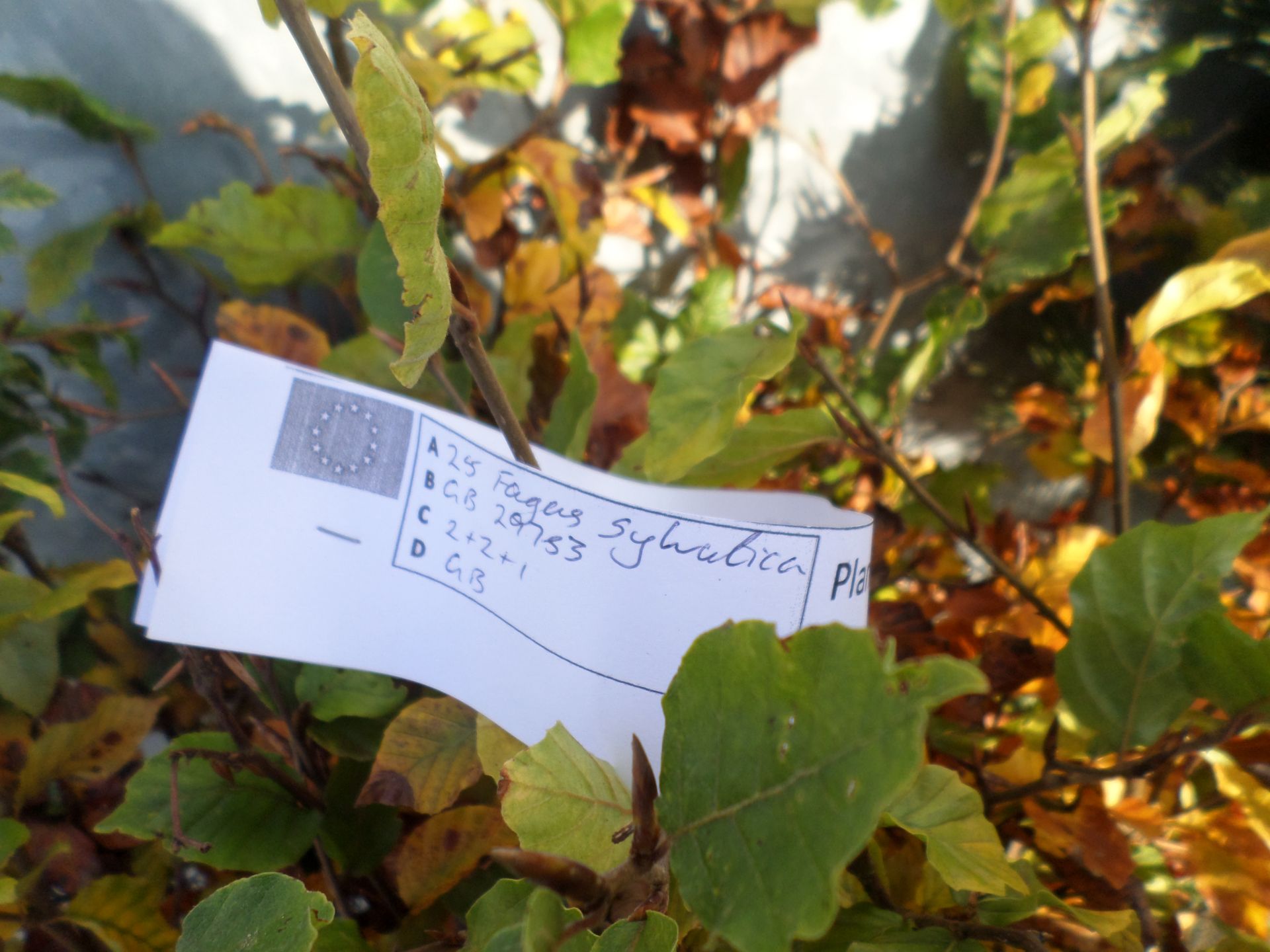 25 bare root beech hedging plants PRICE PER PLANT NOT PER LOT - Image 2 of 2