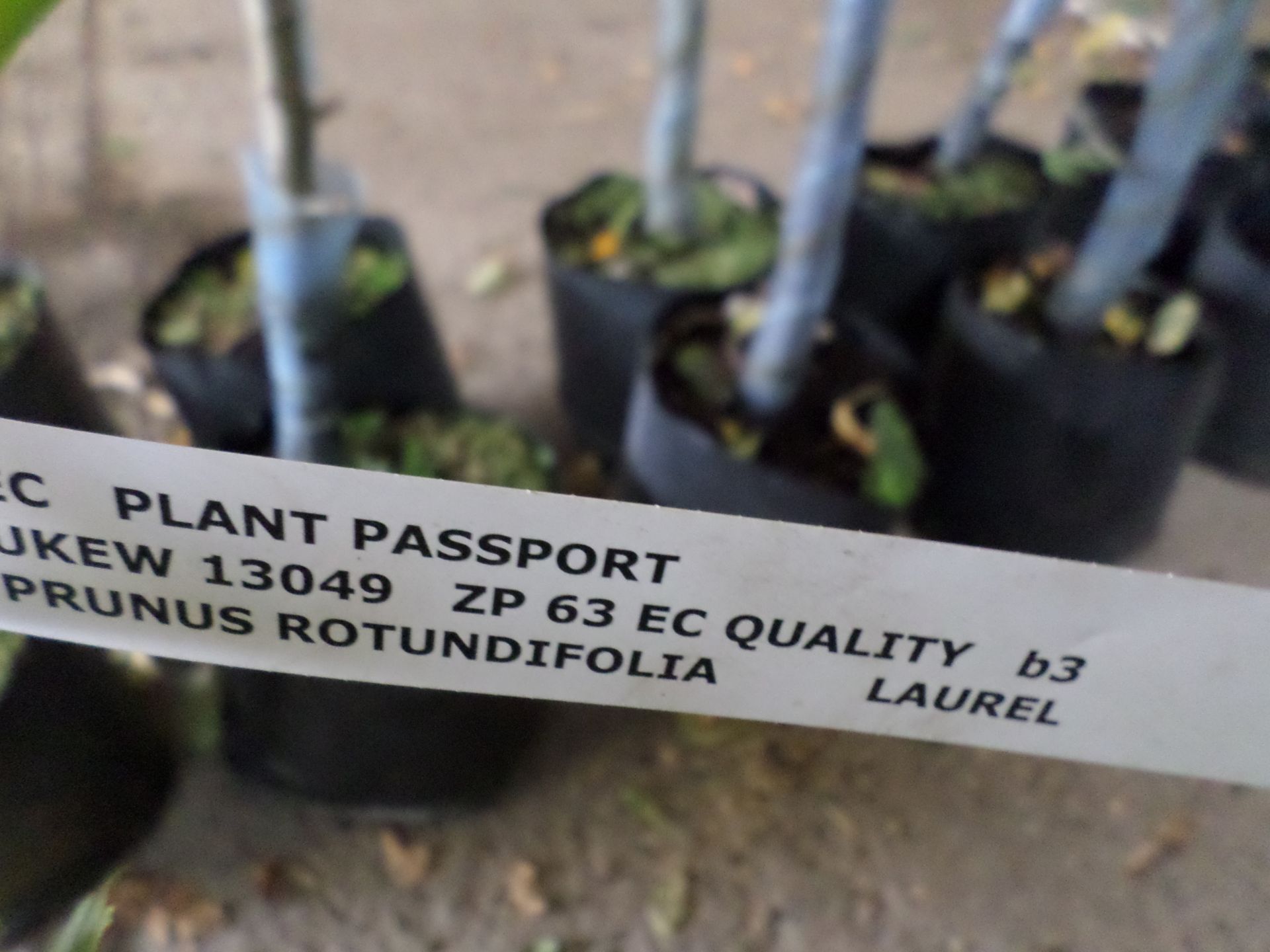 10 x laurels PRICE PER PLANT NOT PER LOT - Image 2 of 3