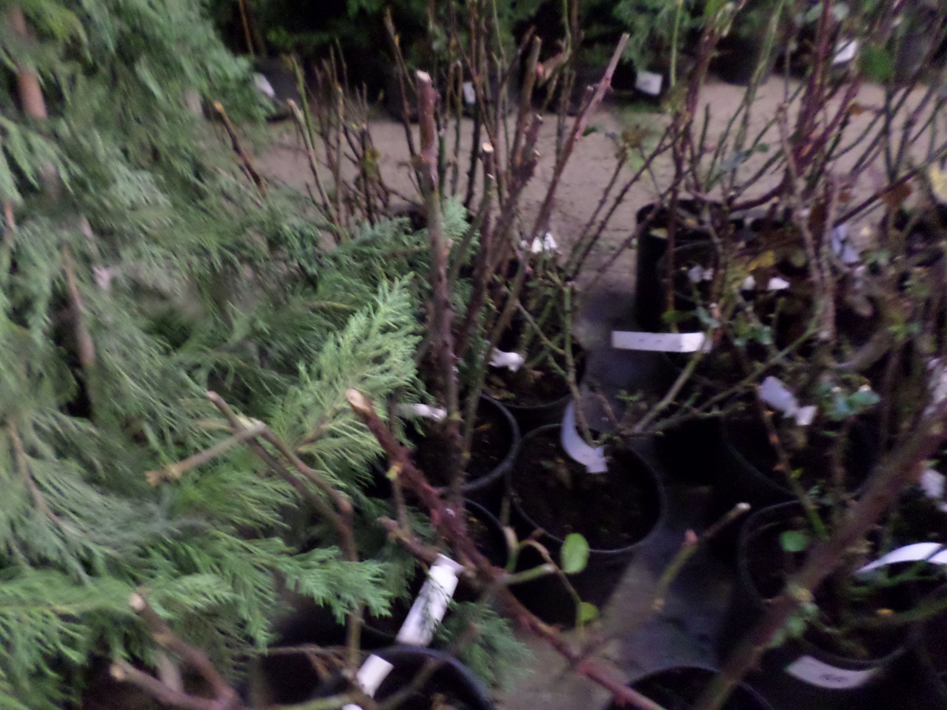 10 bush roses, labelled and pruned PRICE PER PLANT NOT PER LOT - Image 2 of 2