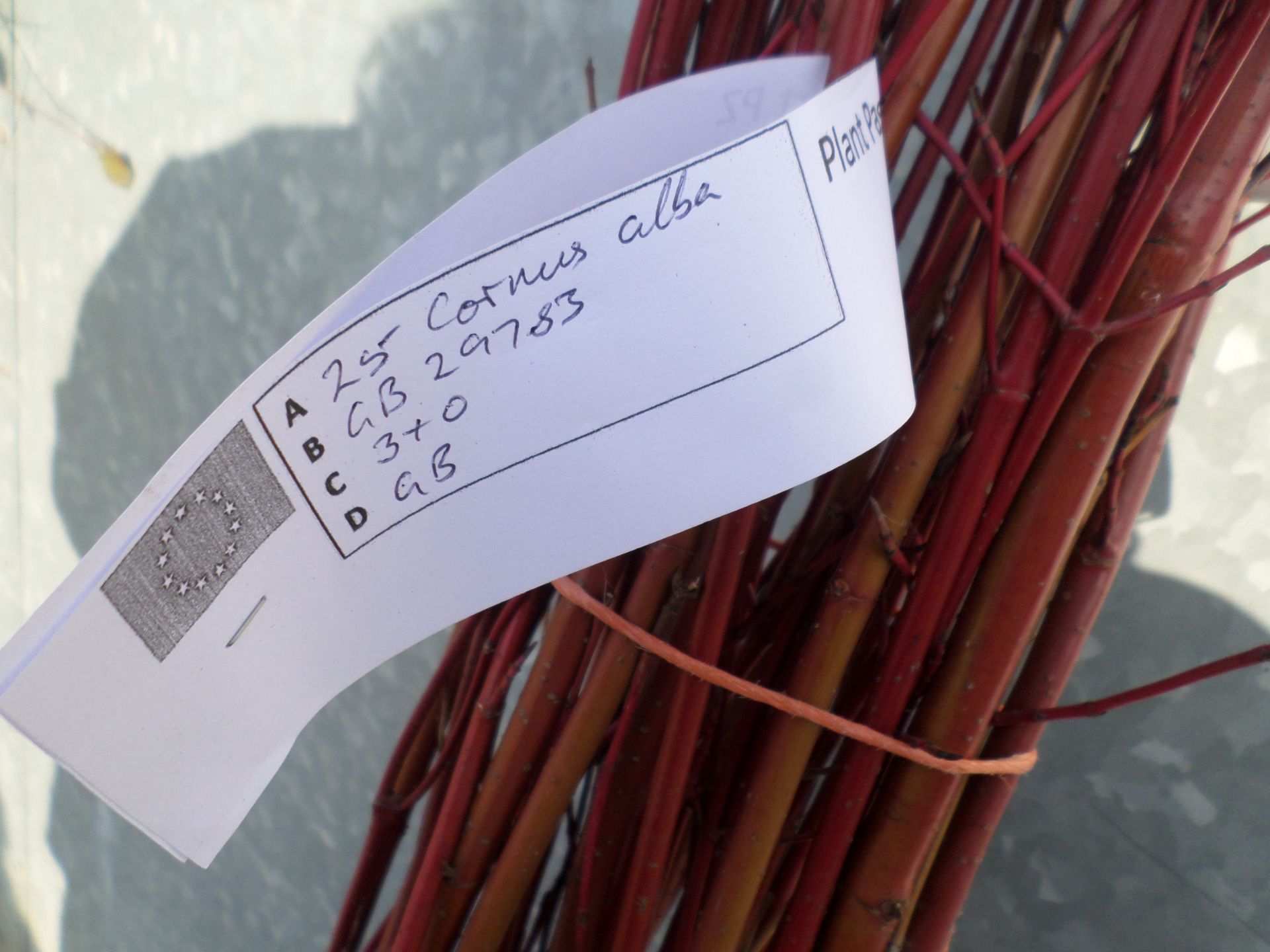 25 bare root red barked Dogwood 3ft+ PRICE PER PLANT NOT PER LOT - Image 2 of 2