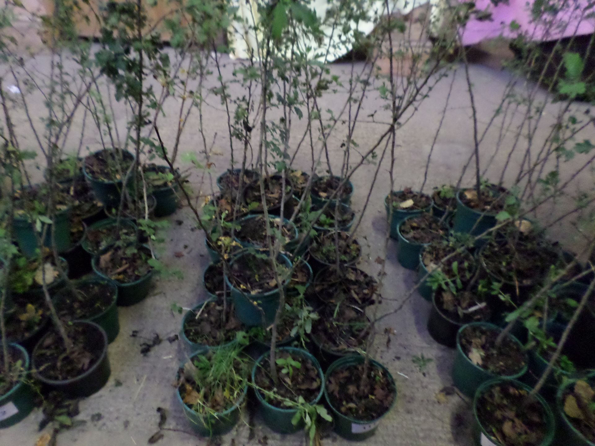 20 potted quickthorn hedging PRICE PER PLANT NOT PER LOT