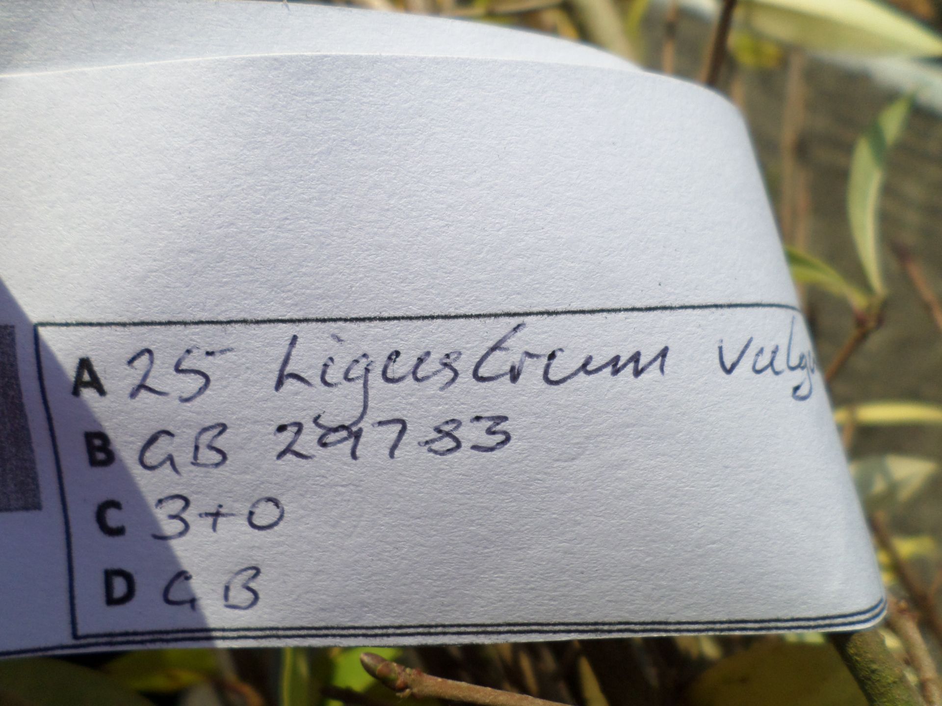 25 bare root wild privet, 3ft+ PRICE PER PLANT NOT PER LOT - Image 2 of 2