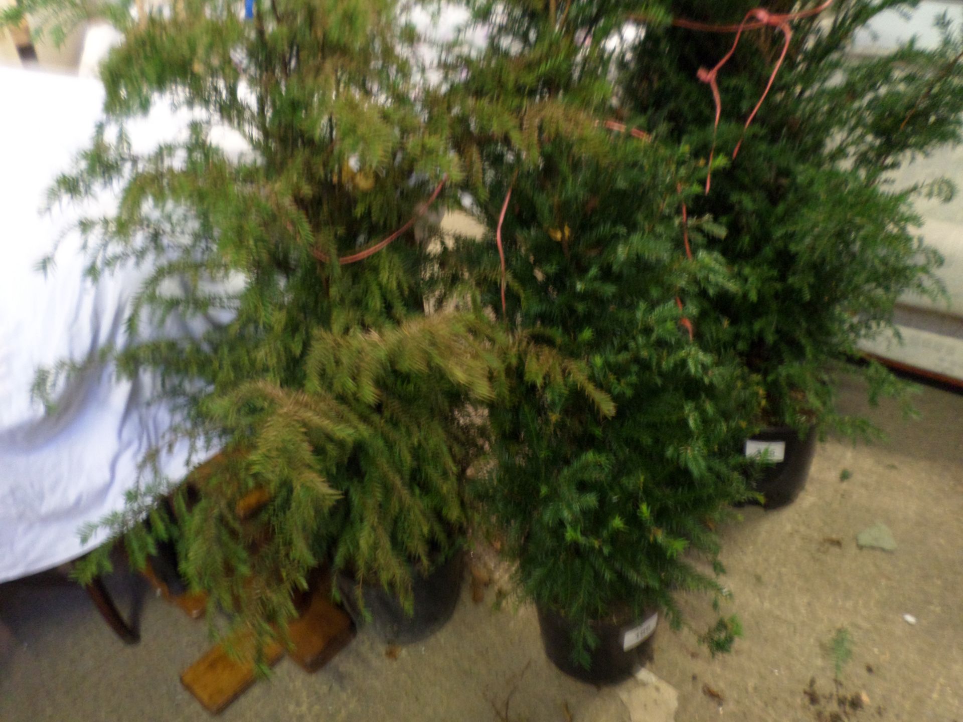 2 Yew bushes PRICE PER PLANT NOT PER LOT