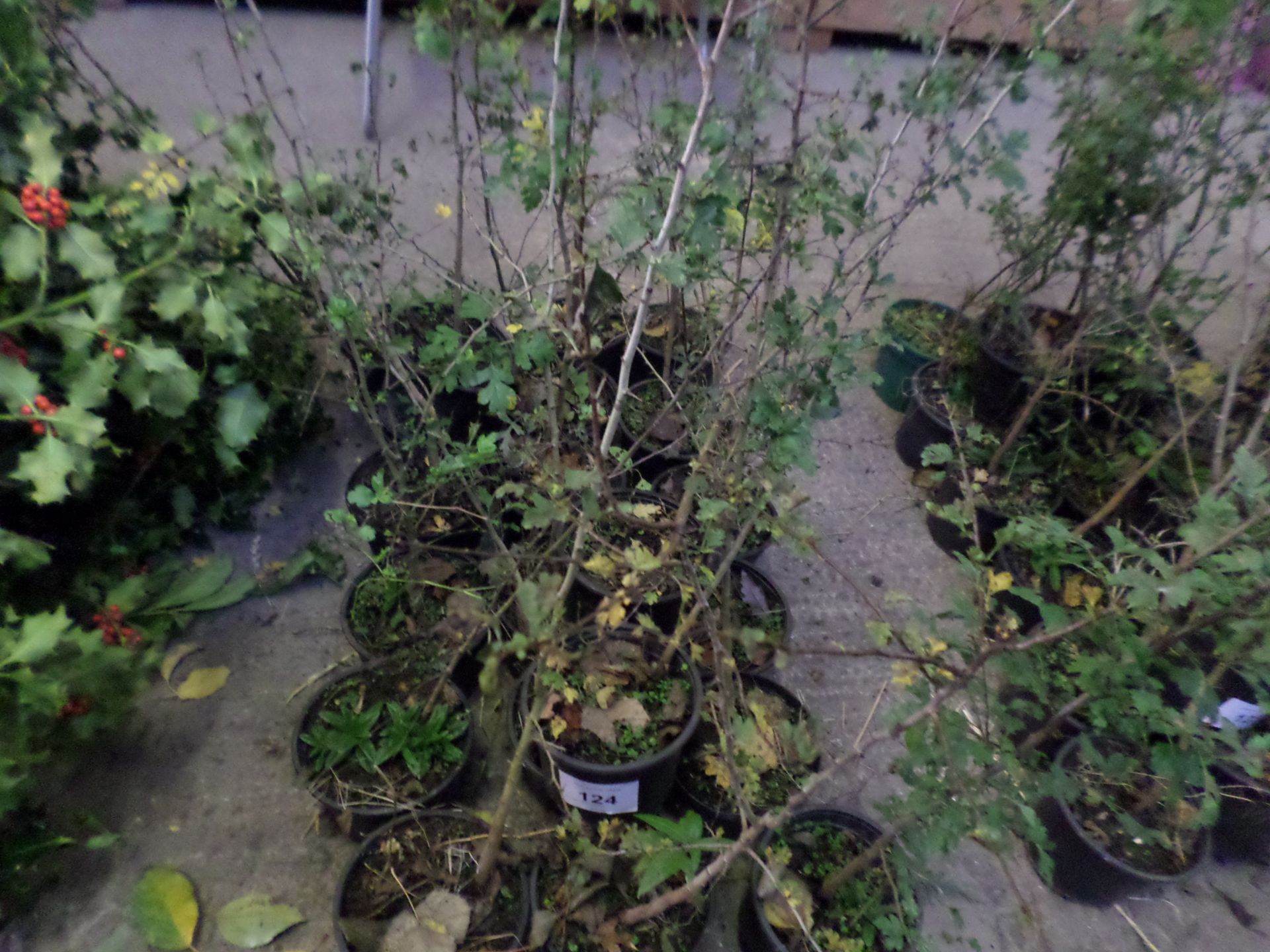 20 potted hawthorn plants PRICE PER PLANT NOT PER LOT