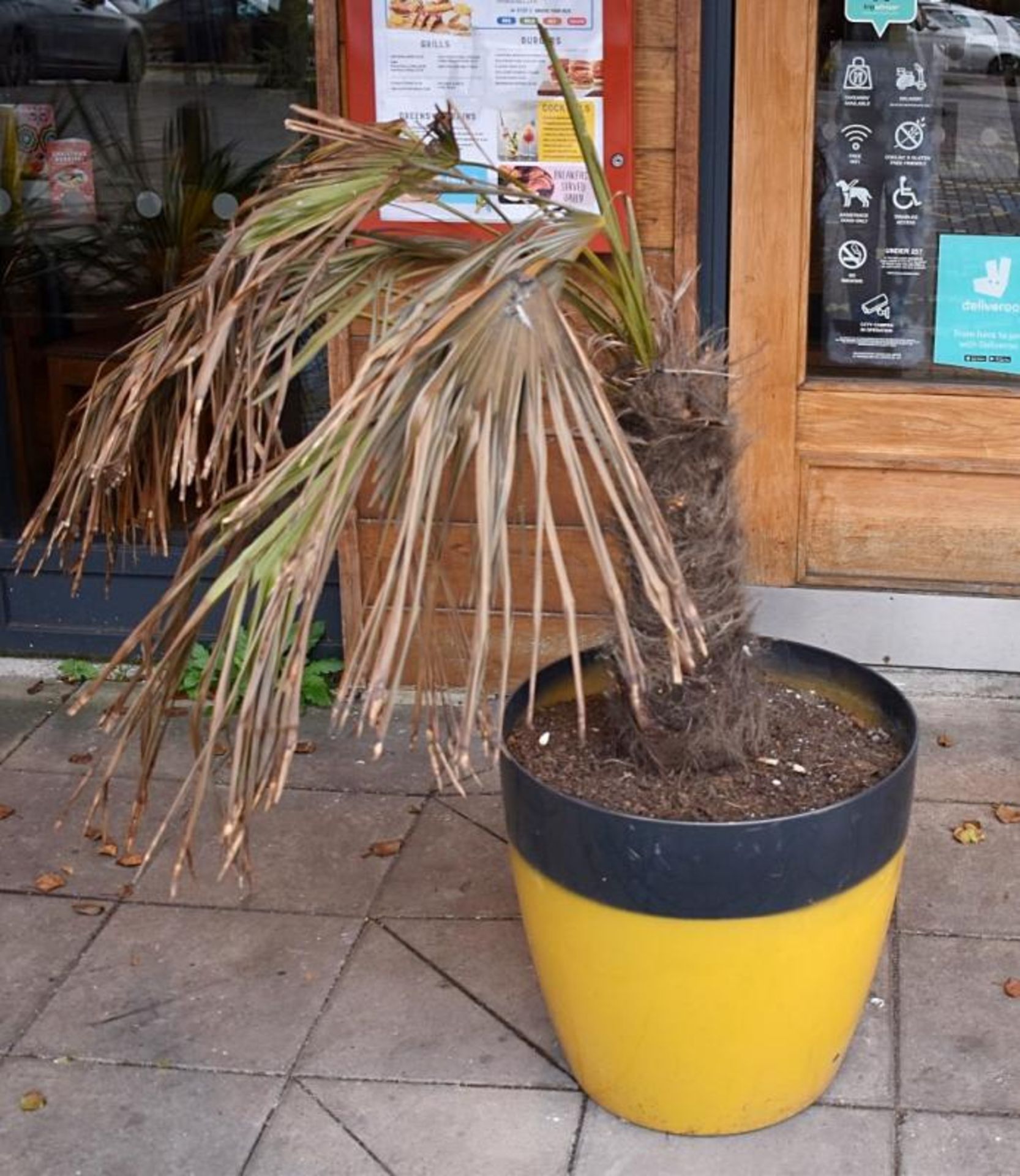 2 x Potted Palm Trees in lLarge Mexican Style Yellow/Red Outdoor Plant Pots - Pot Size H51 cms - CL4 - Image 3 of 4