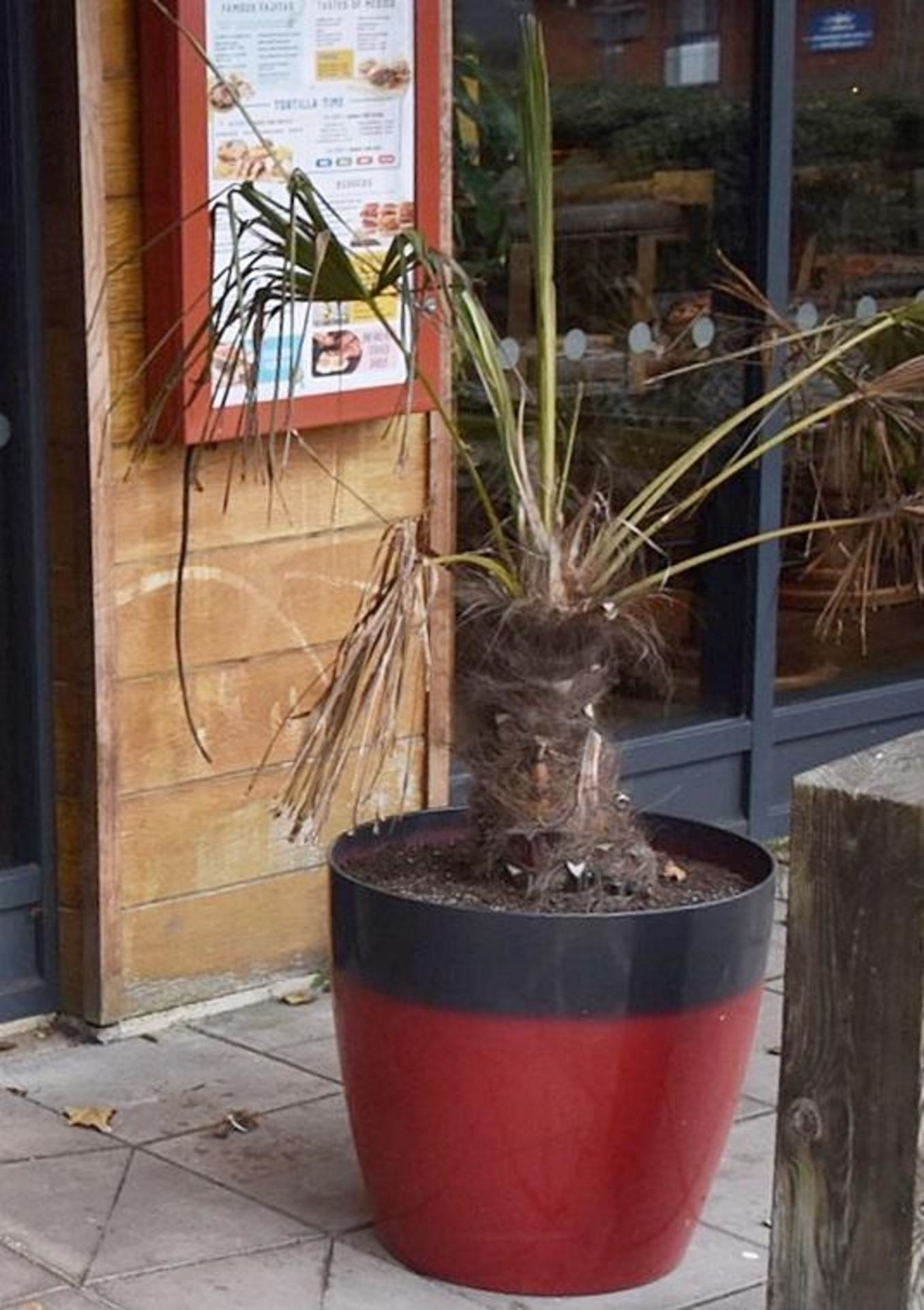 2 x Potted Palm Trees in lLarge Mexican Style Yellow/Red Outdoor Plant Pots - Pot Size H51 cms - CL4 - Image 2 of 4