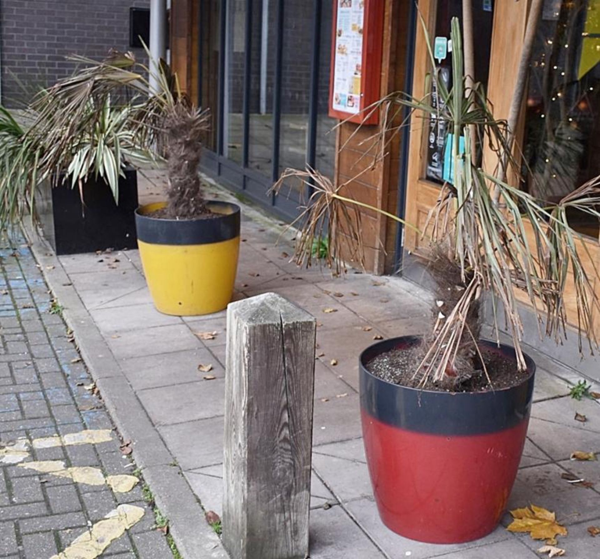 2 x Potted Palm Trees in lLarge Mexican Style Yellow/Red Outdoor Plant Pots - Pot Size H51 cms - CL4