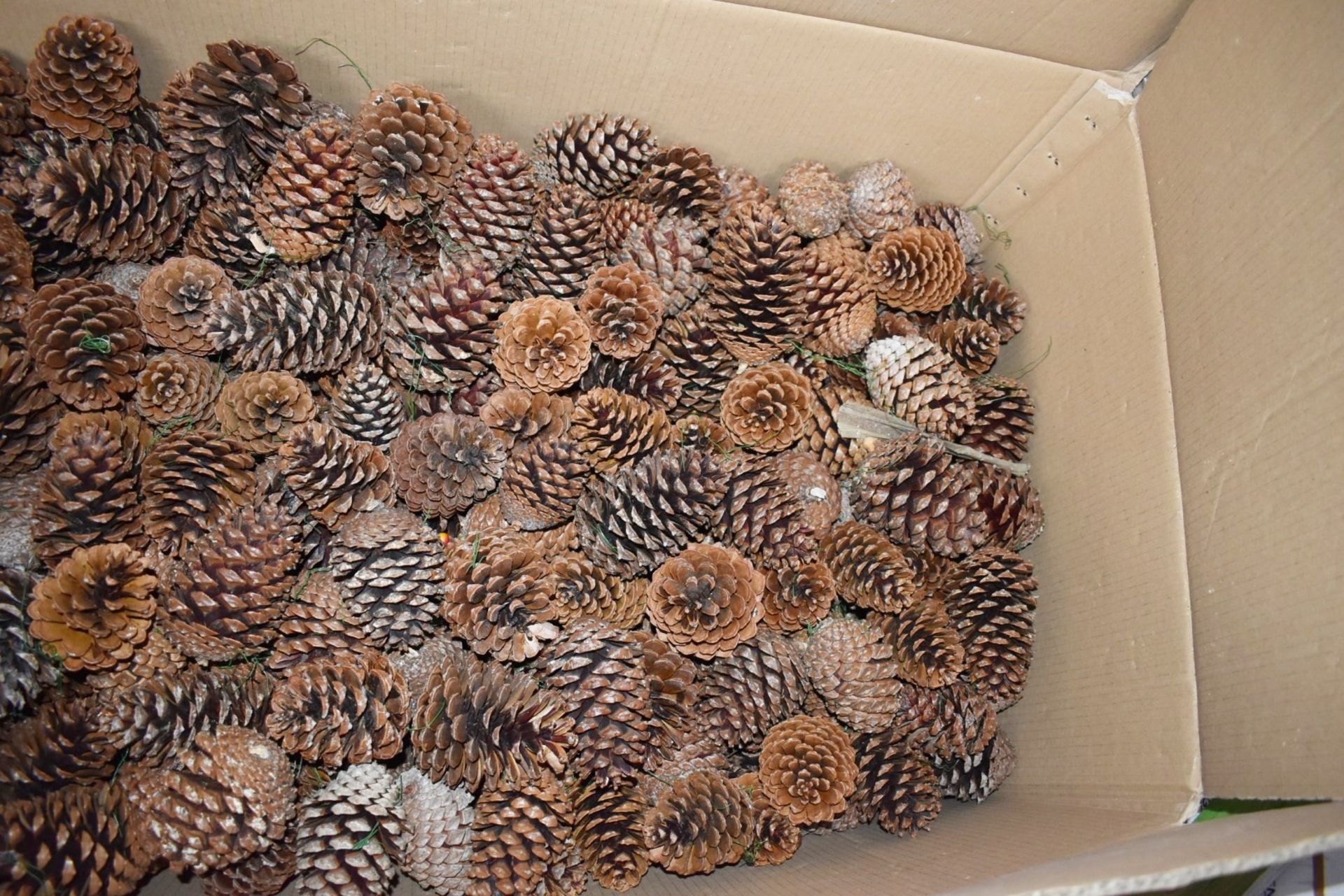 Large Collection of Pine Cones - Supplied in Large Box Measuring H40 x W110 x D60 cms - Ref BLT492 - - Image 3 of 4