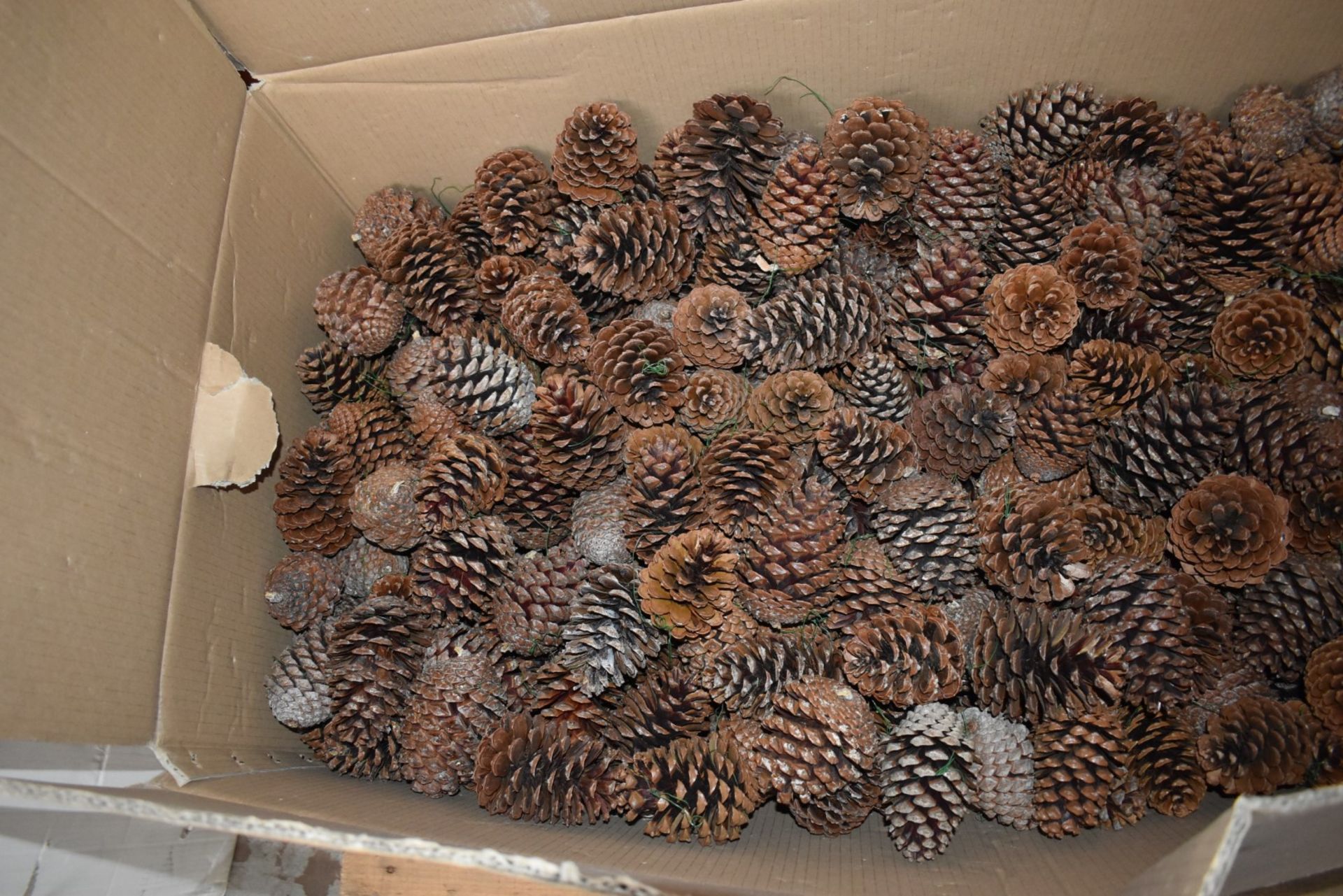 Large Collection of Pine Cones - Supplied in Large Box Measuring H40 x W110 x D60 cms - Ref BLT492 - - Image 2 of 4