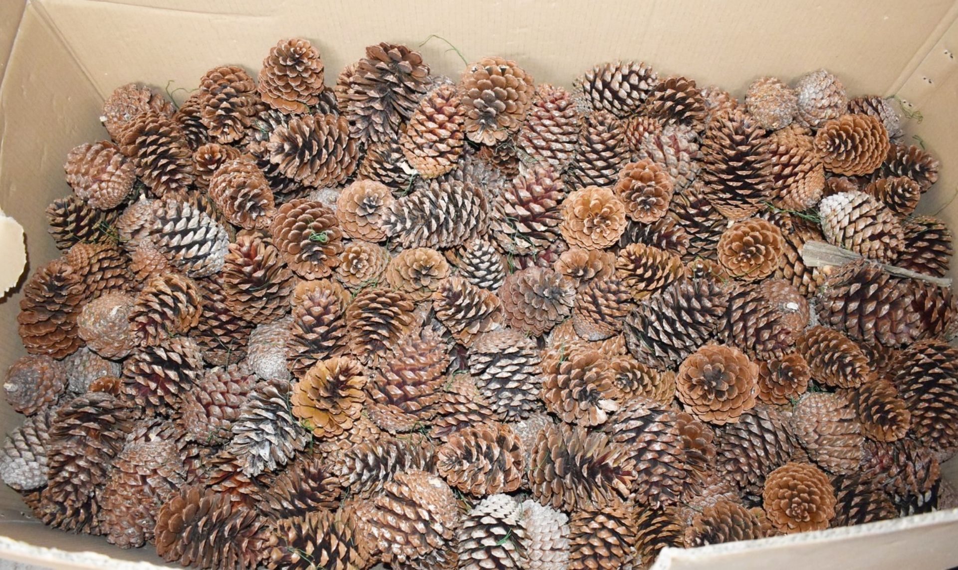 Large Collection of Pine Cones - Supplied in Large Box Measuring H40 x W110 x D60 cms - Ref BLT492 -