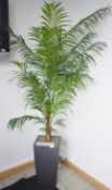 1 x Artificial Plants With Planter - Overall Height 200cm Approx - Ref: FF000 D - CL544 -