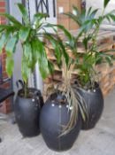 3 x Assorted Tadé Branded Barrel Planters With Contents - Made In France From Recycled Tyres