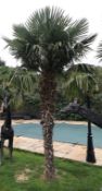 1 x Palm Tree - Approx 4-Metres in Height - Ref: JB157 - Pre-Owned - NO VAT ON THE HAMMER - CL574 -