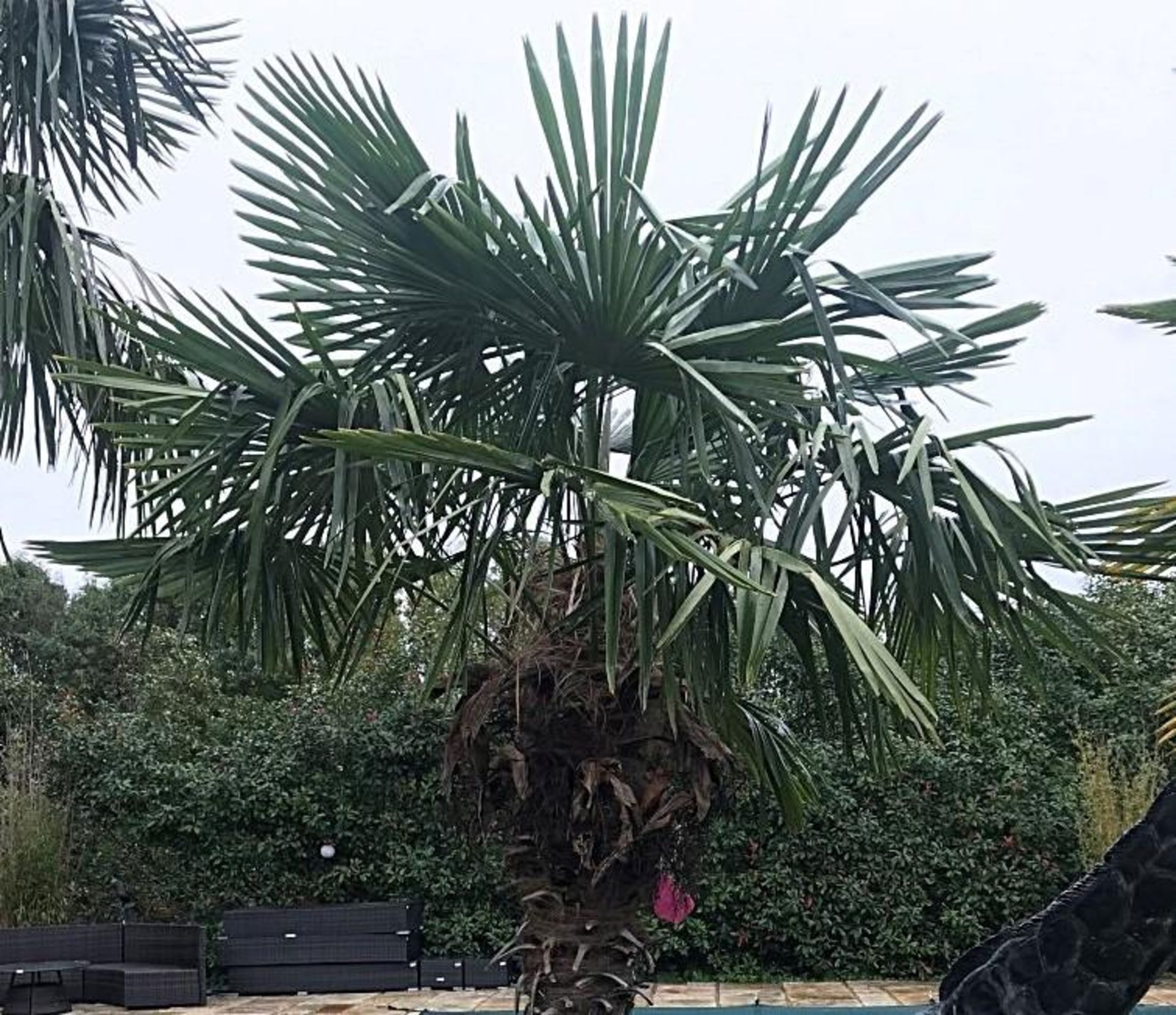 1 x Palm Tree Approx 4-Metres in Height - Ref: JB158 - Pre-Owned - NO VAT ON THE HAMMER - CL574 - Lo - Image 3 of 3