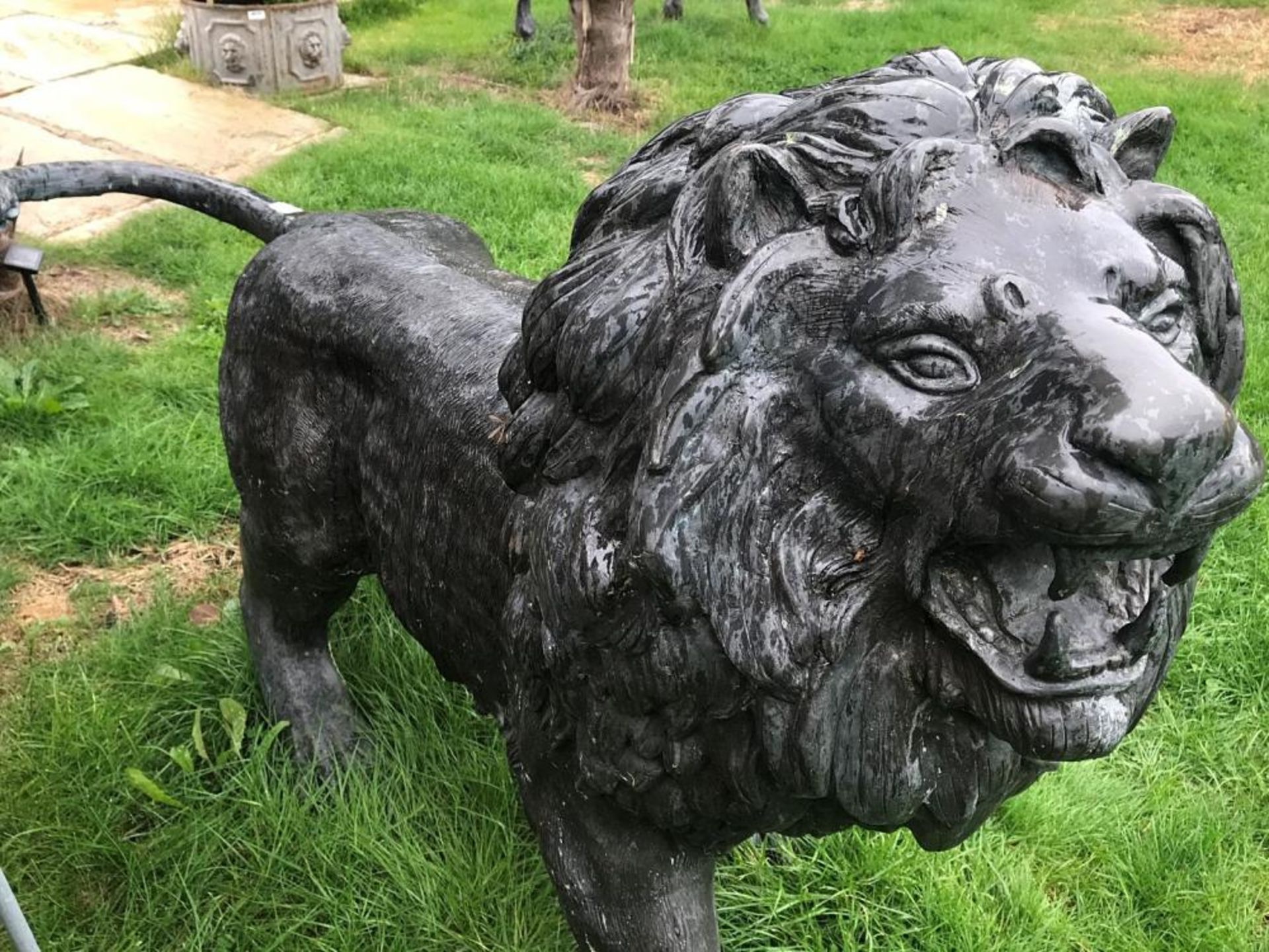 1 x Majestic Realistic Giant Solid Bronze Standing Male Lion Garden Sculpture, Looking Slightly To H - Image 5 of 7