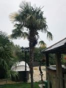 1 x Palm Tree - Approx Metres In Height - Ref: JB177 - Pre-Owned - NO VAT ON THE HAMMER - CL574 - Lo