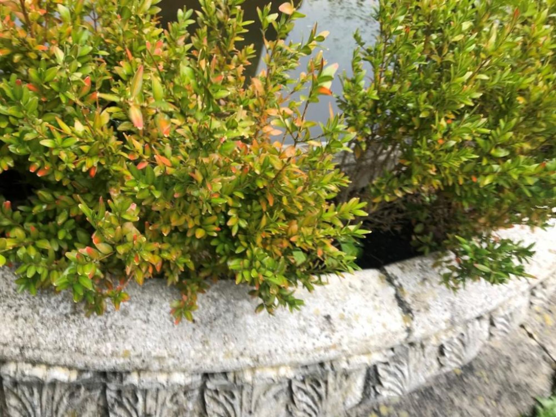 A Magnificent Period Style Circular Stone Fountain Pond With Mature Herbaceous Borders - 3 Metres In - Image 5 of 21