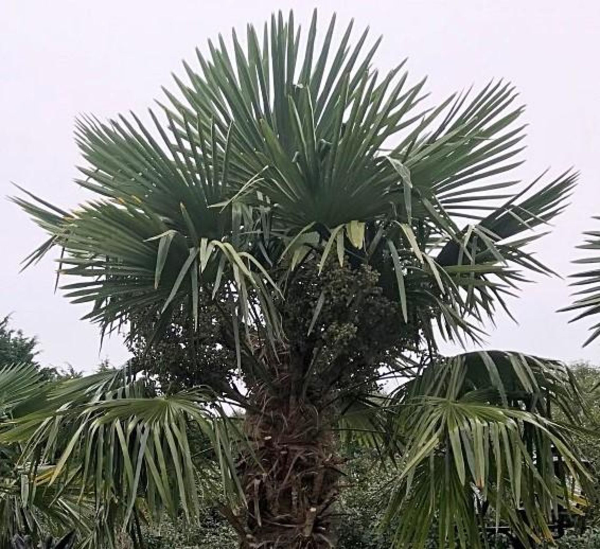 1 x Palm Tree - Approx 4-Metres in Height - Ref: JB157 - Pre-Owned - NO VAT ON THE HAMMER - - Image 3 of 3