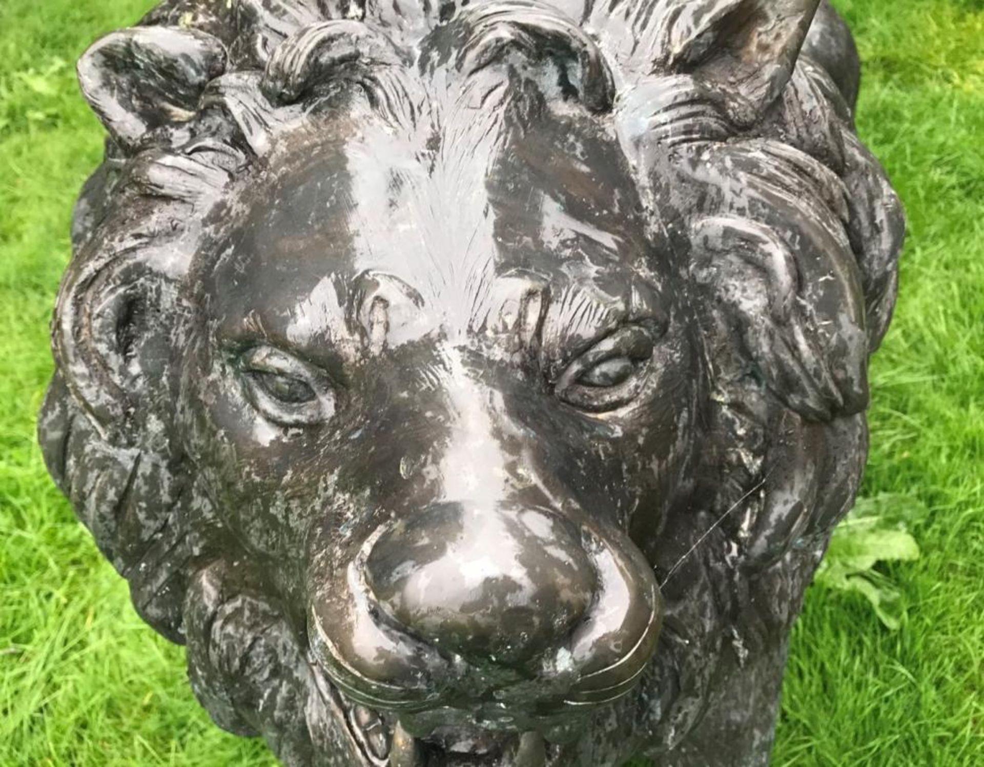 1 x Majestic Realistic Giant 1.6 Metre Tall Solid Bronze Standing Male Lion Garden Sculpture, - Image 6 of 9