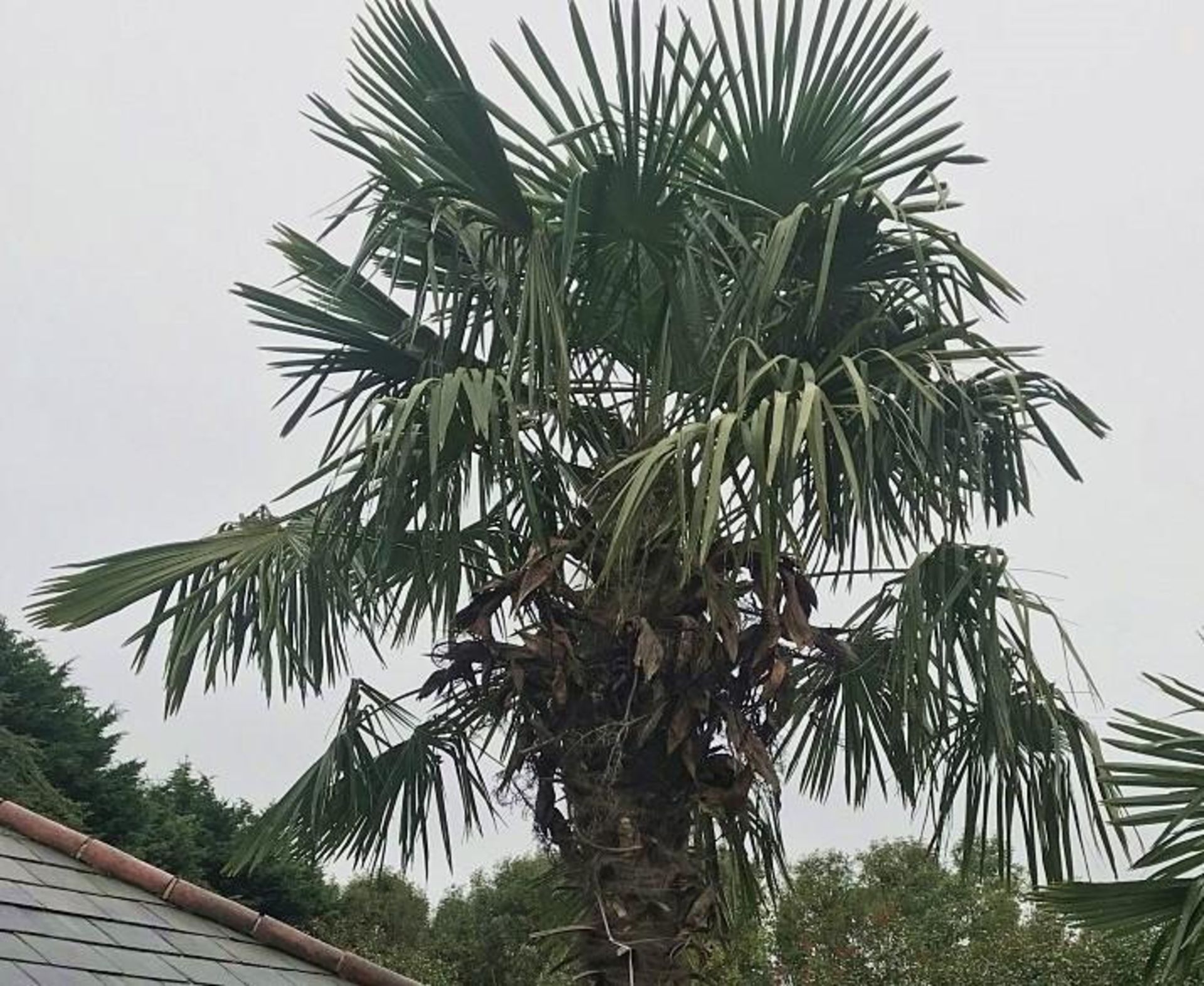 1 x Palm Tree - Approx 6-Metres in Height - Ref: JB159 - Pre-Owned - NO VAT ON THE HAMMER - - Image 2 of 3