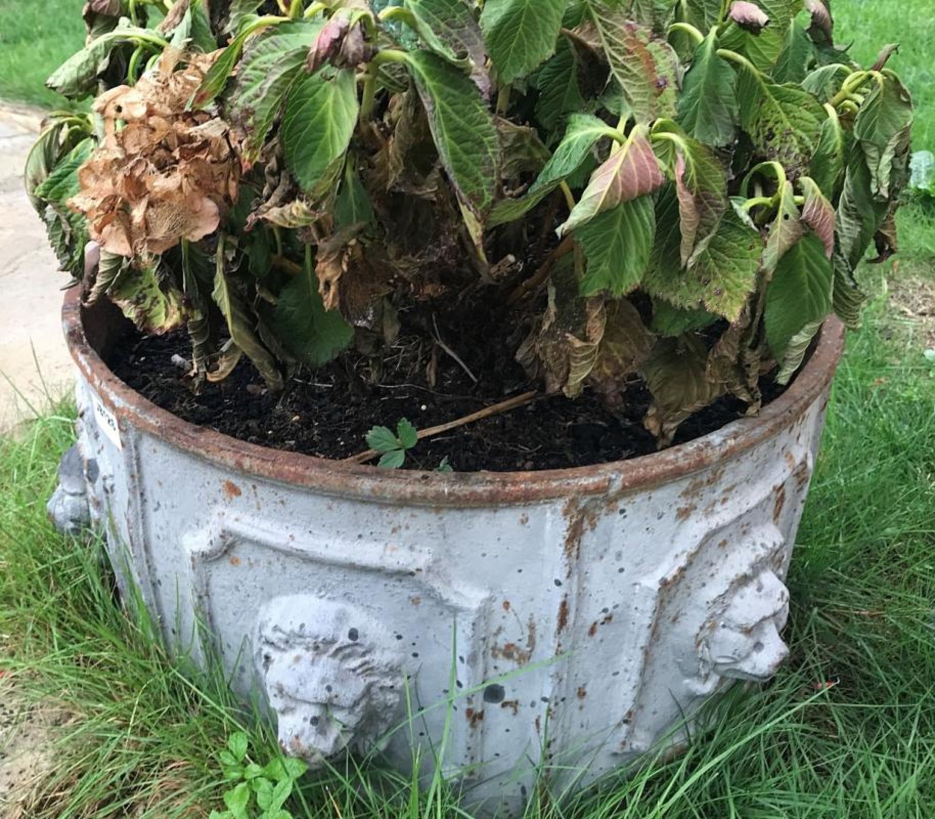 1 x Large Round Cast Iron Planter / Trough With Lion Heads Around The Circumference - Dimensions: - Image 3 of 3