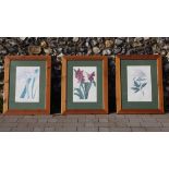 Botanical Prints in Pine Frames