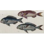 Ichthyologie - - Bloch, Marcus Elieser. Histoire Naturelle des Poissons, avec les figures