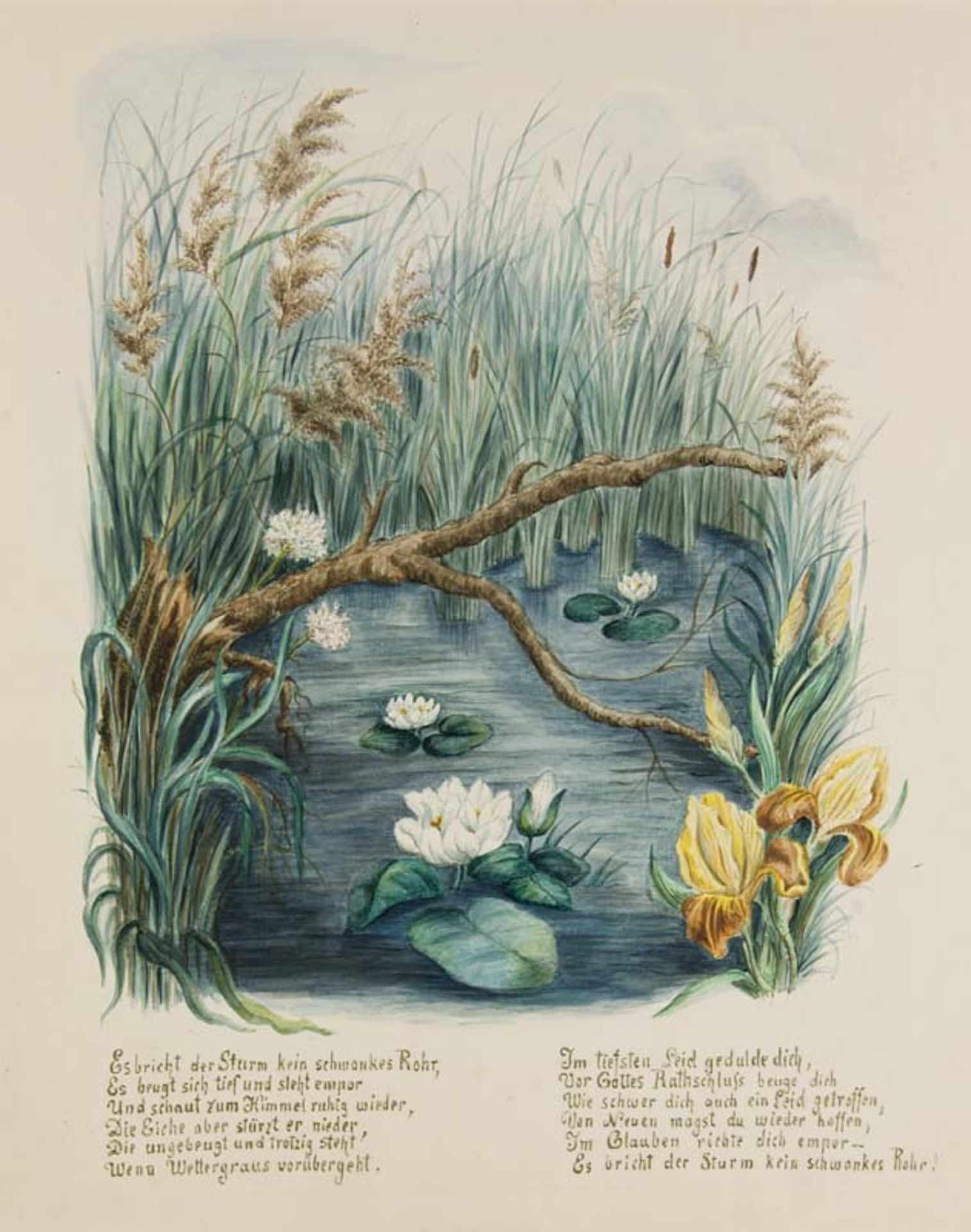 Gaede, Hedwig. Feldblumen. 10 Blumenaquarelle mit Gedichten auf Karton. o.O., um 1880. 1 hs. - Bild 2 aus 3
