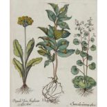 Besler, Basilius. Primel/Schlüsselblume. I. Hippoglossum. II. Primula Veris Anglicana. III.