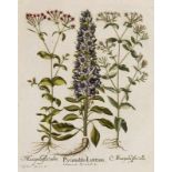 Besler, Basilius. Pyramidenförm. Glockenblume, weißes u. rotes Nelken-Leimkraut. I. Pyramidalis