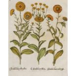 Besler, Basilius. Ringelblume. Calendula lutea flore pleno, Calendula prolifera, Calendula lutea