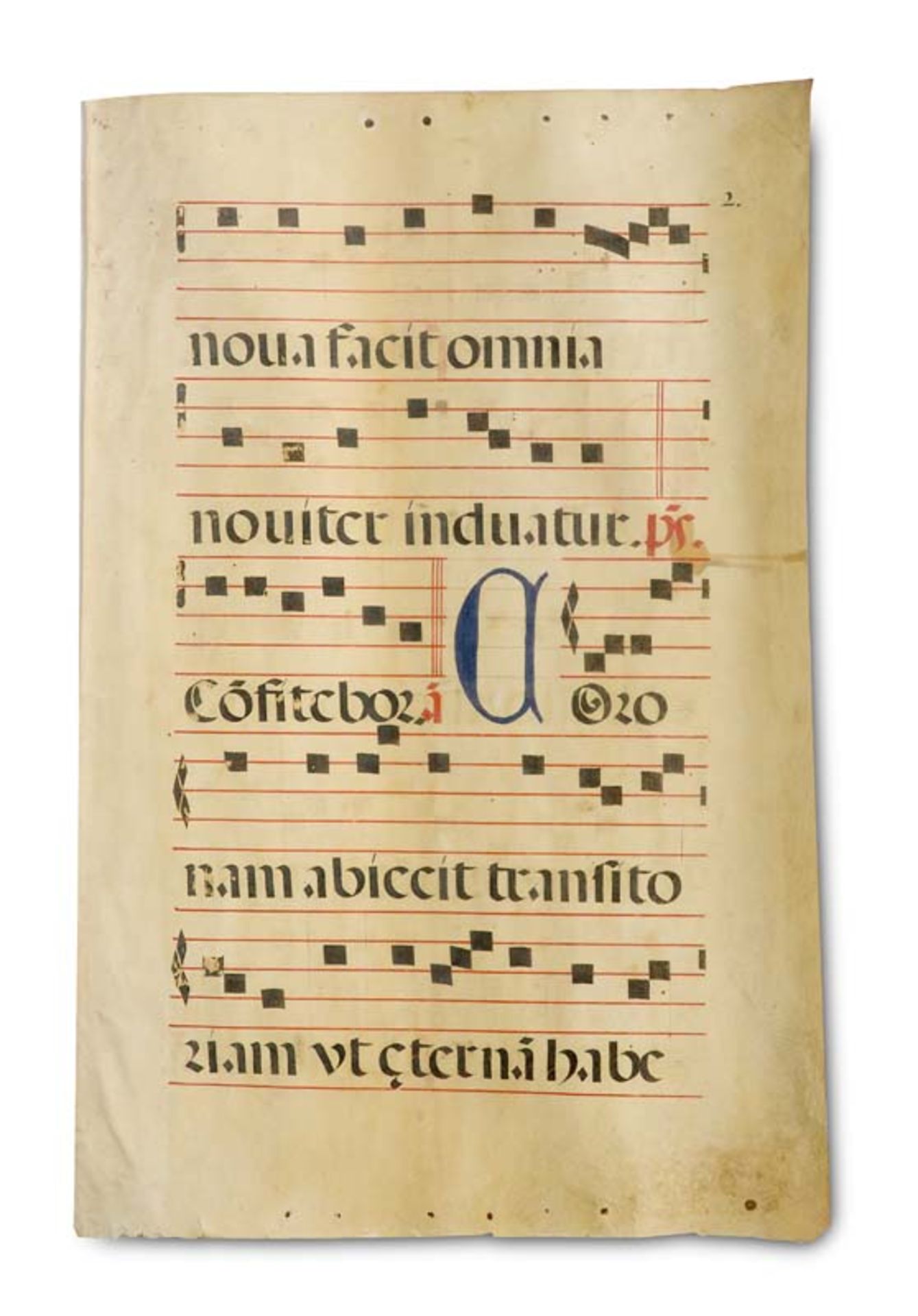 Antiphonarblätter - - Sammlung von 9 ehemals gerollten Antiphonarblättern mit Quadratnoten und