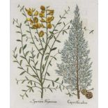 Besler, Basilius. Bergminzen. I. Calamintha montana praestantior. II. Calamintha montana vulgaris.