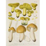Mykologie - - Barla, Jean Baptiste. Flore mycologique illustrée. Les champignons des Alpes-