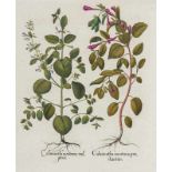 Besler, Basilius. Zypresse. Pfriemenginster. I. Cupre Mus Arbor. II. Spartium Hispanicum.