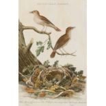 Ornithologie - - Nozeman, Cornelius. Motacilla, Luscinia. O. J. (ca. 1770). Handkolorierter