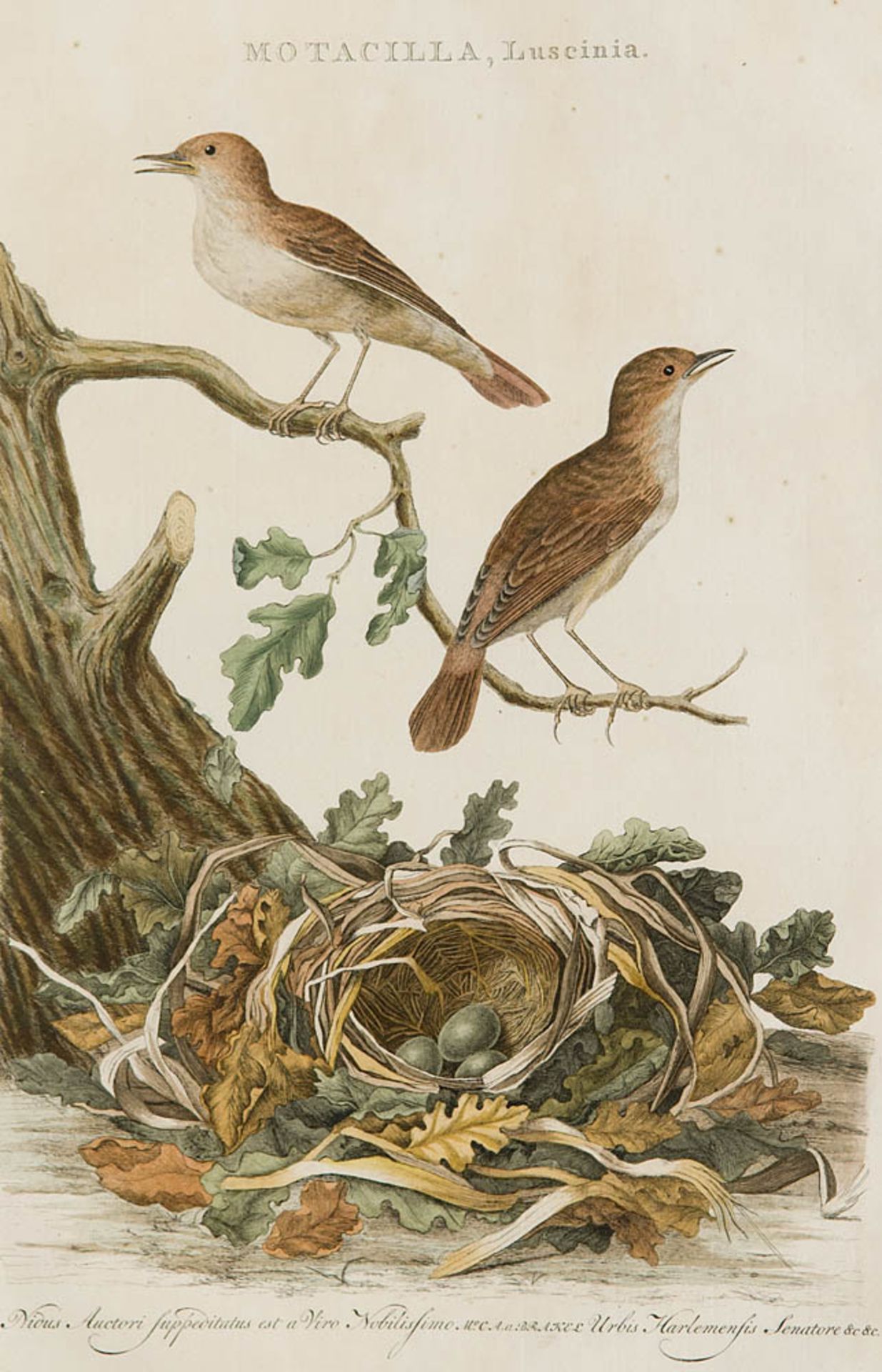 Ornithologie - - Nozeman, Cornelius. Motacilla, Luscinia. o.J. (ca. 1770). Handkolorierter