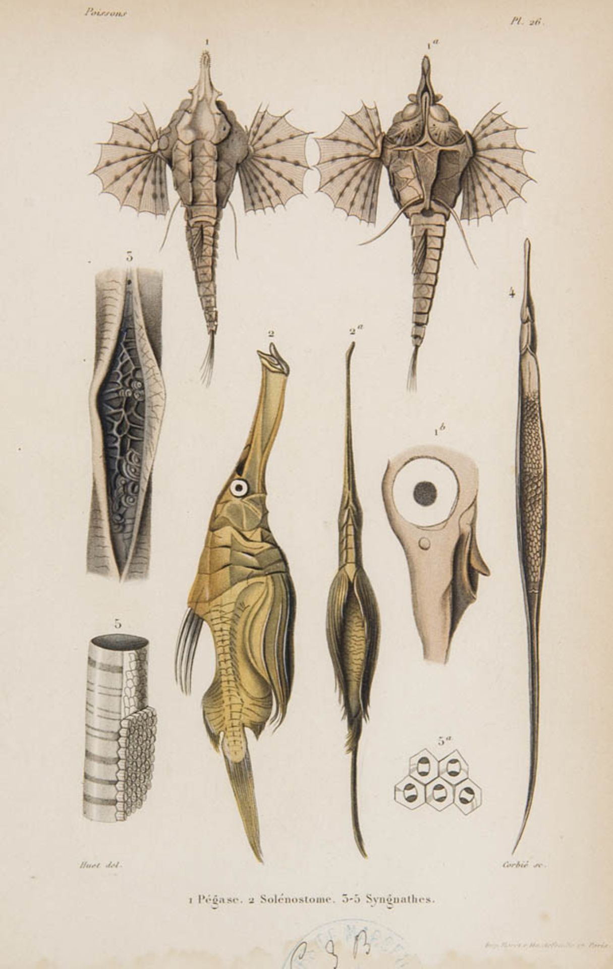 Ichthyologie - - Duméril, August Henri André. Histoire naturelle des Poissons où Ichthyologie