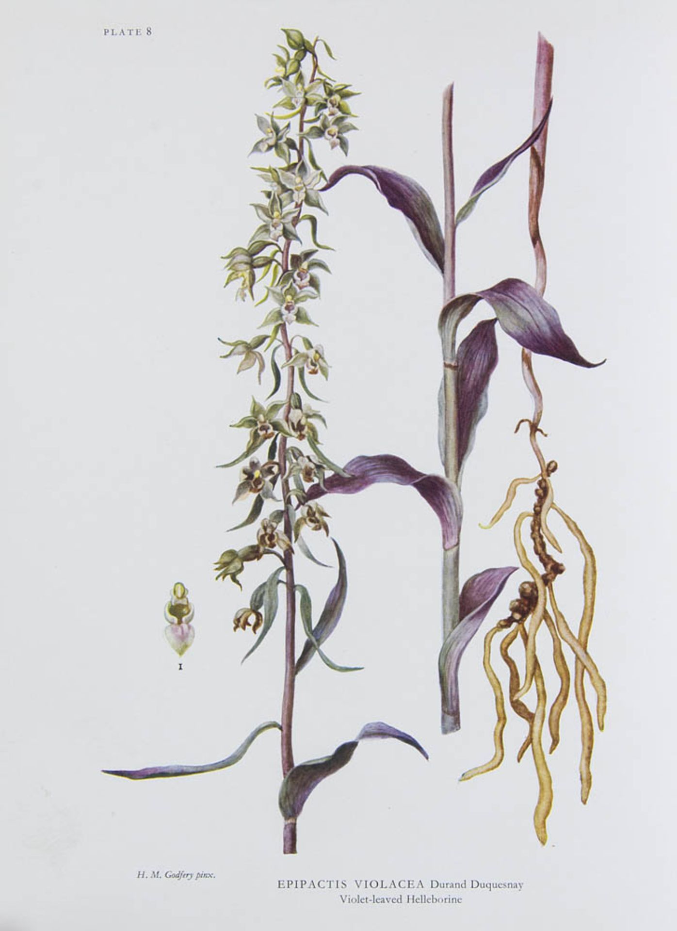 Botanik - Orchideen - - Godfery, M. J. Monograph & Iconograph of Native British Orchidaceae. Mit