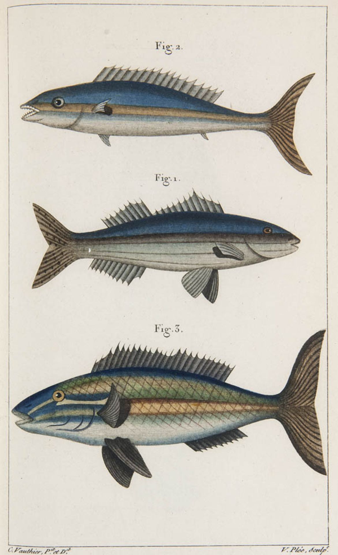 Ichthyologie - - Bory de St. Vincent, Jean Baptiste. Dictionnaire classique d'histoire naturelle. 16