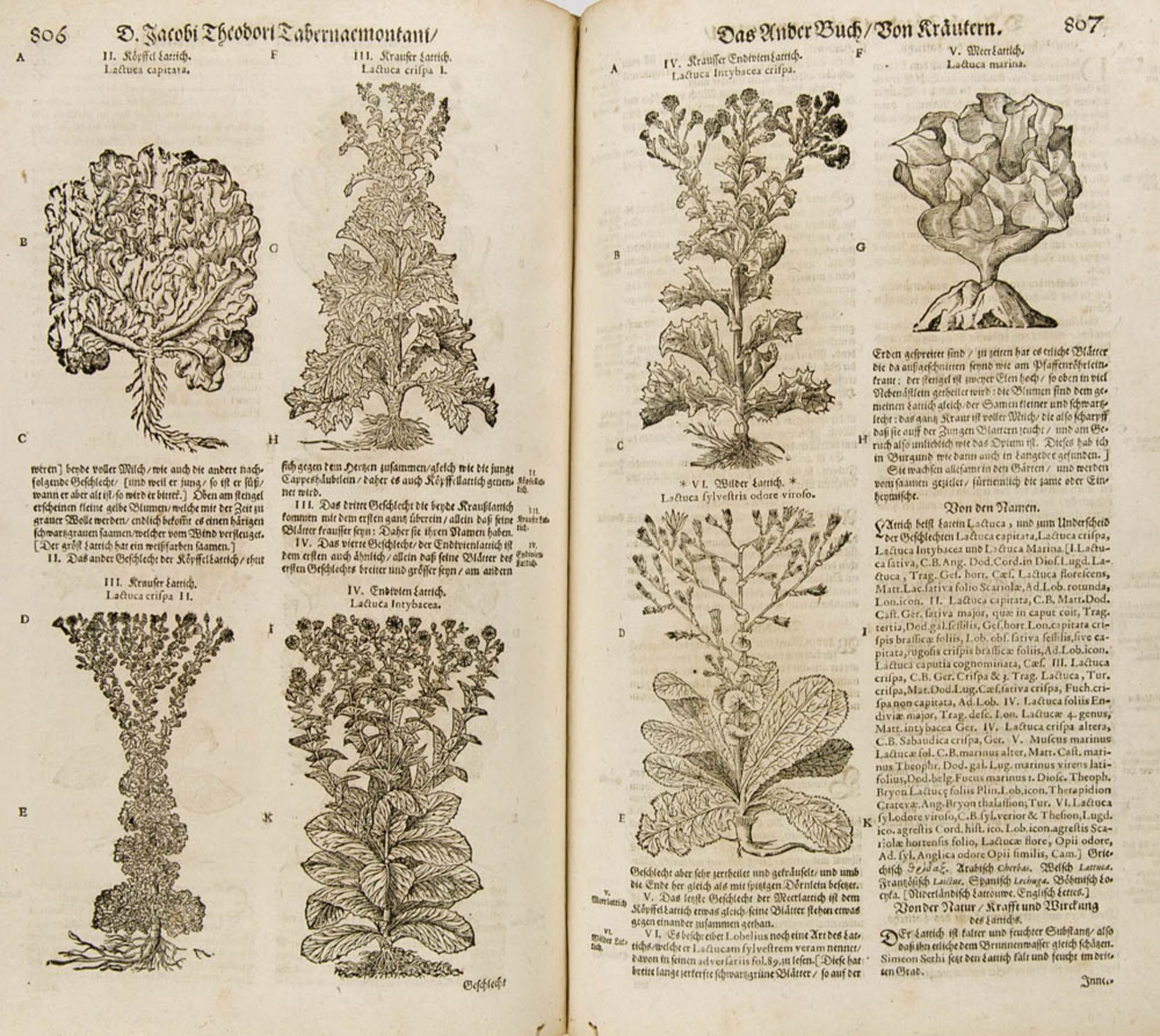 Botanik - - Tabernaemontanus, Jacob Theodor (d.i. Jakob Dietrich von Bergzabern). Neu vollkommen
