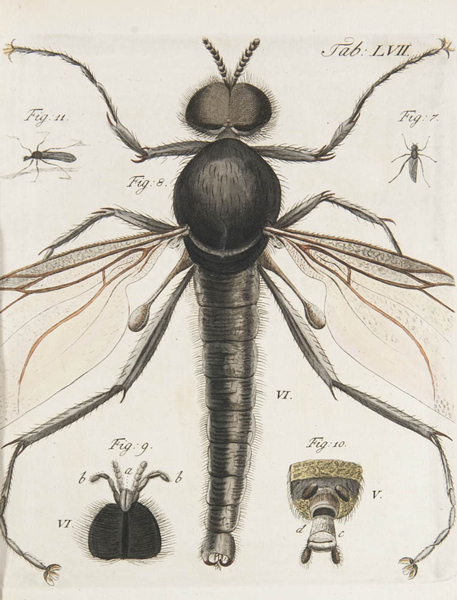 Botanik - - Gleichen (gen. Rußworm), Wilhelm Friedrich Frhr. von. Auserlesene mikroskopische